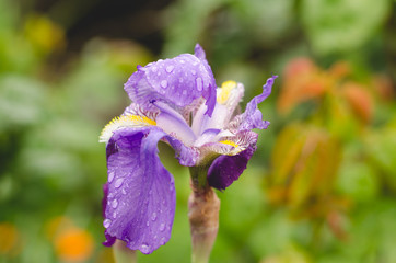 Iris Flower. Macro.