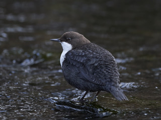 White-throated dipper (Cinclus cinclus)