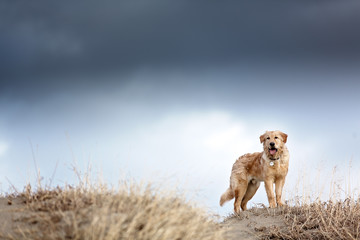 Young Dog standing while storm approaches