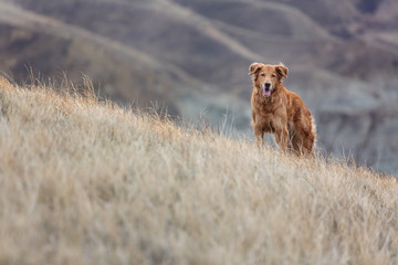 Golden Retriever standing in tall brown grass