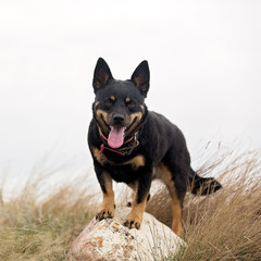 Short Dog on rock