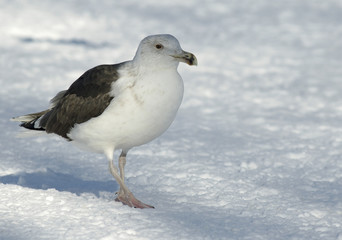 Obraz premium Great Black-backed gull