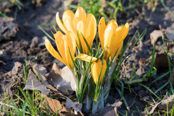 Yellow crocus flowers