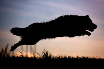 Dog leaping in silhouette
