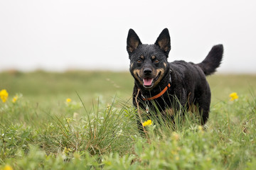 Short Black and Tan Dog in grass