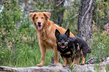 Two dogs on log in forest