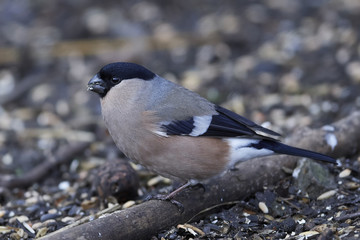 Eurasian bullfinch (Pyrrhula pyrrhula)