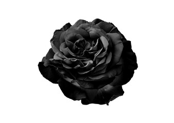 black Rose - Powered by Adobe