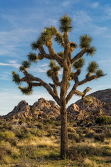Obraz premium Joshua Tree National Park 3