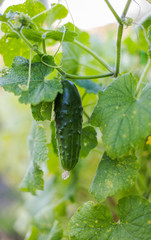One green ripe cucumber on a bush among the leaves. Cucumber on the background of the garden.