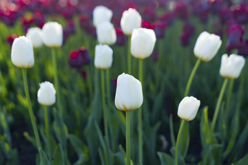 white and red tulips close up