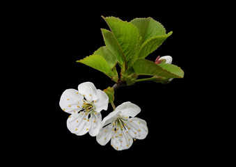 white flower cherry