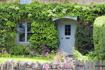 Fototapeta na wymiar Light pastel blue wooden doors in an old traditional English lime stone cottage surrounded by climbing ivy ,flowering summer plants .