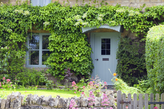Light pastel blue wooden doors in an old traditional English lime stone cottage surrounded by climbing ivy ,flowering summer plants .