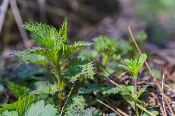 Urtica dioica, often called common nettle, stinging nettle, or nettle leaf, a young plant in a forest in a clearing.