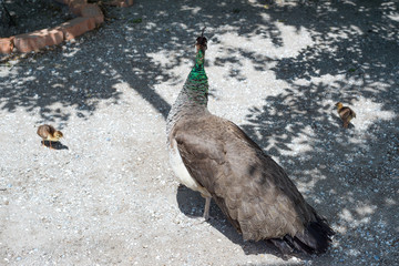 Mother walks with her peacock chicks during feeding in the wild. Chickens Peacock in nature. A family of peacocks for a walk.