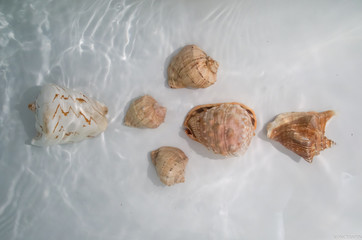 Seashells in the bathroom