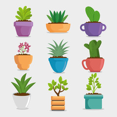 cute houseplant in pot vector illustration design
