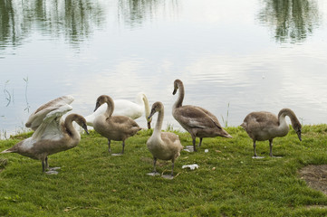 Schwan