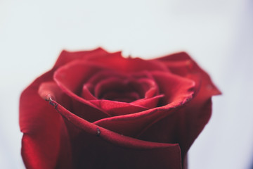 Rose. Red rose close-up. Red flower.