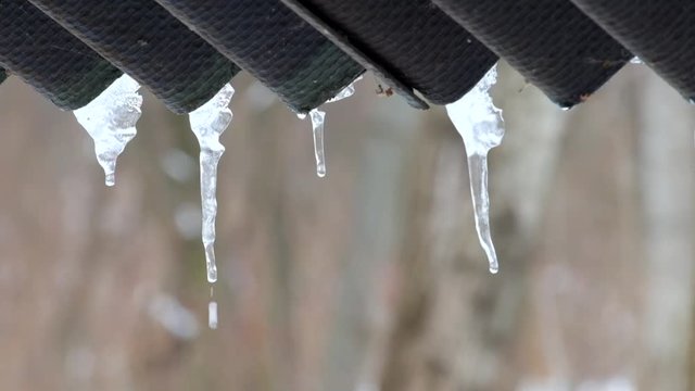 Drops of water drip from the icicles hanging under the roof