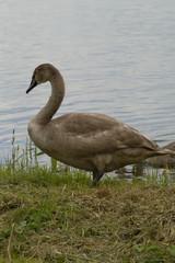 Schwan