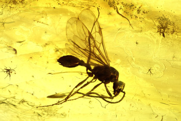 winged ant imprisoned in baltic amber