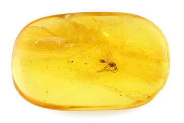 Baltic amber with winged ant isolated on white background