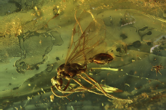 winged ant imprisoned in baltic amber