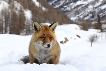 Red fox into the snow