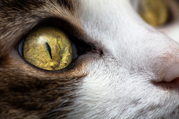 Pet cat's gaze