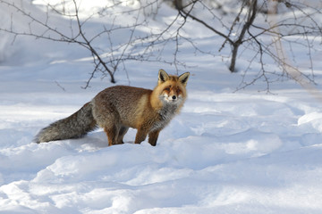 Red fox into the snow