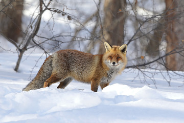 Red fox into the snow