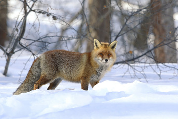 Red fox into the snow