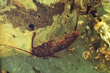 silverfish imprisoned in baltic amber