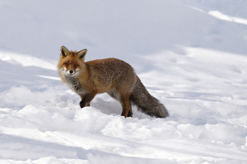 Red fox into the snow