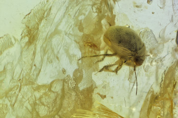 booklice imprisoned in baltic amber