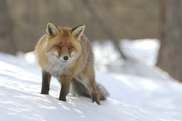 Red fox into the snow