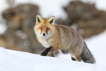 Naklejka na ściany i meble Red fox into the snow