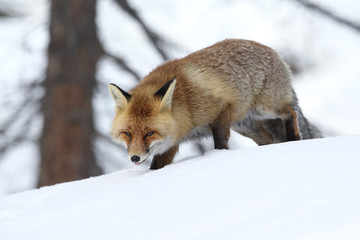 Red fox into the snow