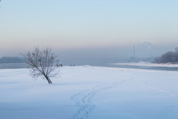 Winter landscape with single tree