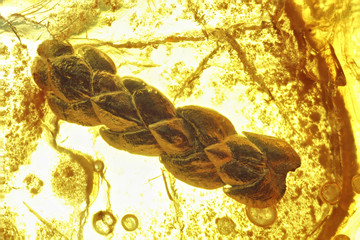 thuja twig imprisoned in baltic amber