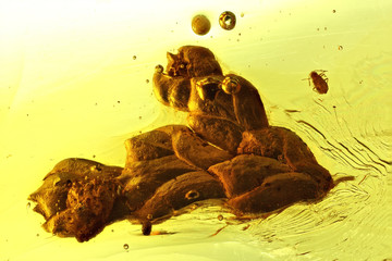 thuja twig imprisoned in baltic amber
