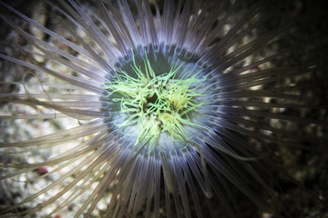 Bright abstract sea anemone night dive photo