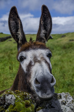 Burro