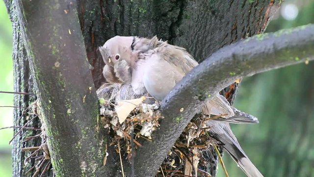 Mourning Doves (Zenaida macroura) feeding cubs in the nest
