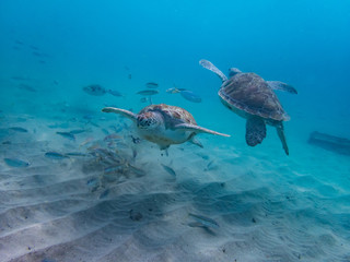 Obraz premium West punt Turtles Curacao Views