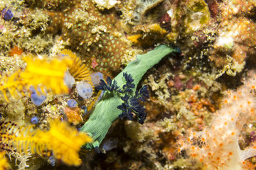 Bright and Colorful Tropical Nudibranch from Komodo Islands in Indonesia