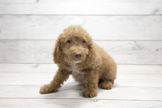 Mini Goldendoodle with white wood background 