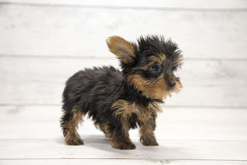 Yorkshire Terrier with white wood background 